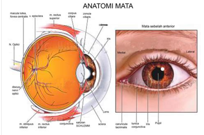 Memahami Anatomi Mata: Bagian-Bagian Penting